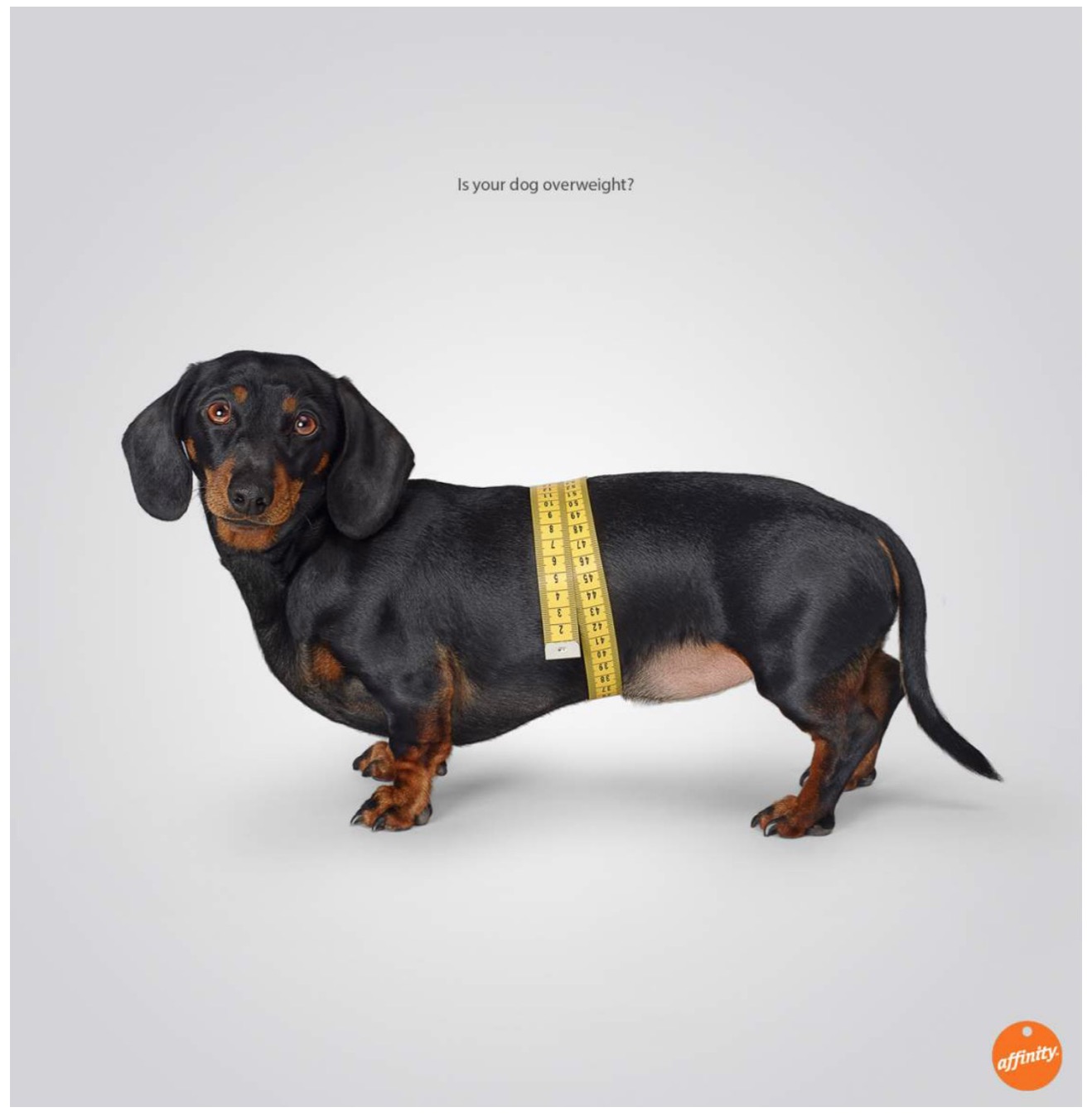 AffinityPetcare3