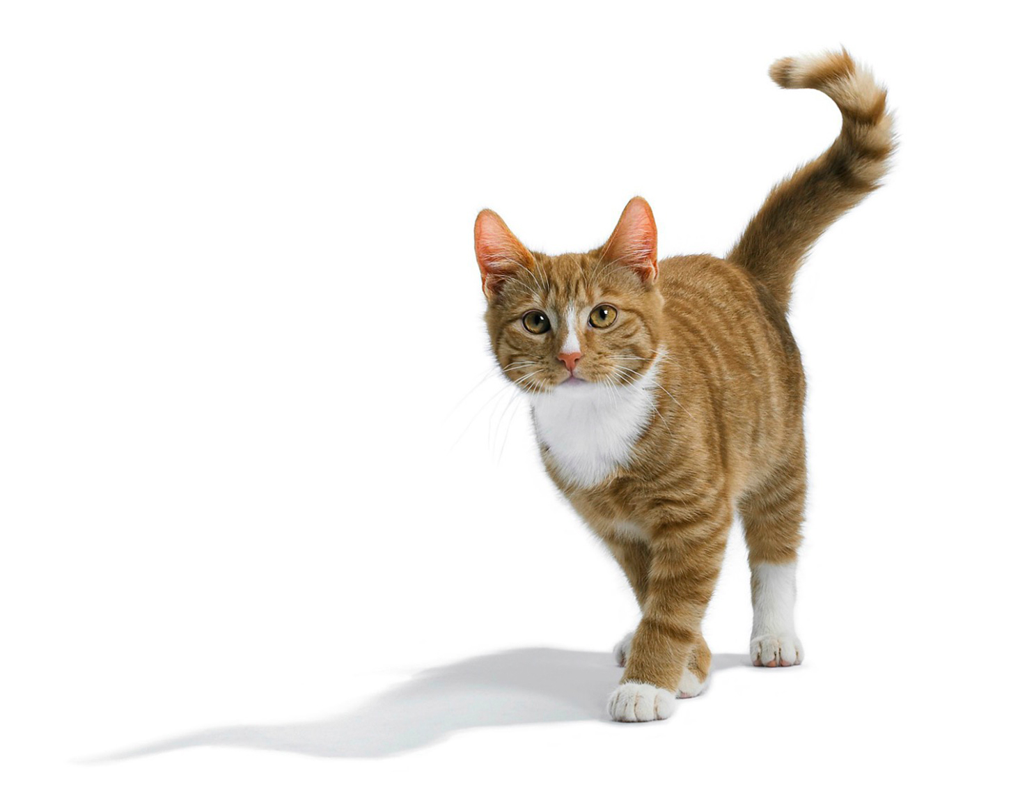 Ginger and White Tom Cat walking towards camera Copyright Gandee Vasan on white background. Pet and animal photography