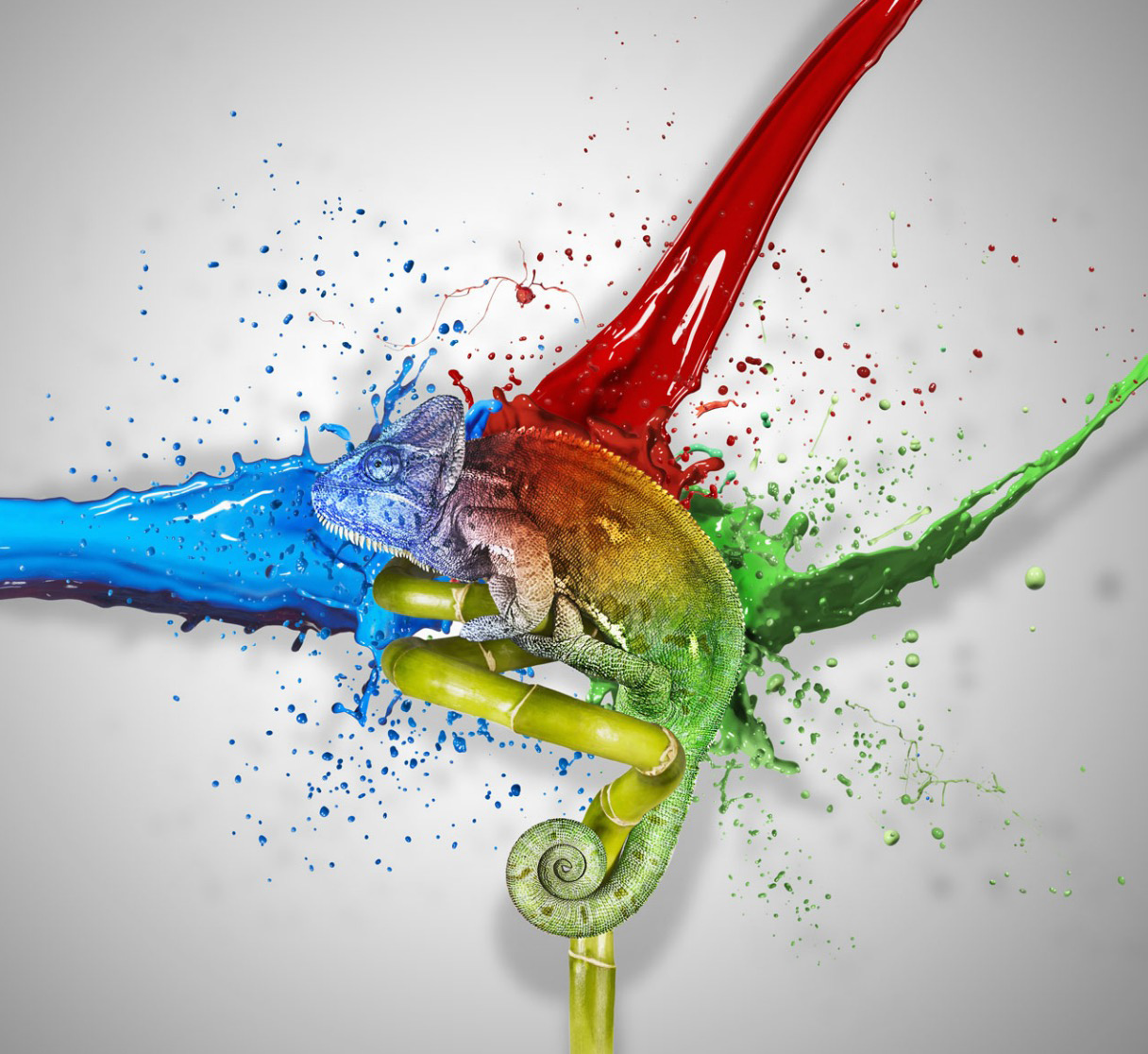 Red Green and Blue paint splashing behind Chameleon. Chameleon changing colours and taking on the colours of the paint.