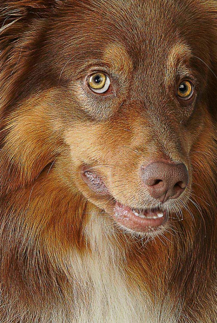 Closeup of Australian Shepherd Dog looking at camera Copyright Gandee Vasan