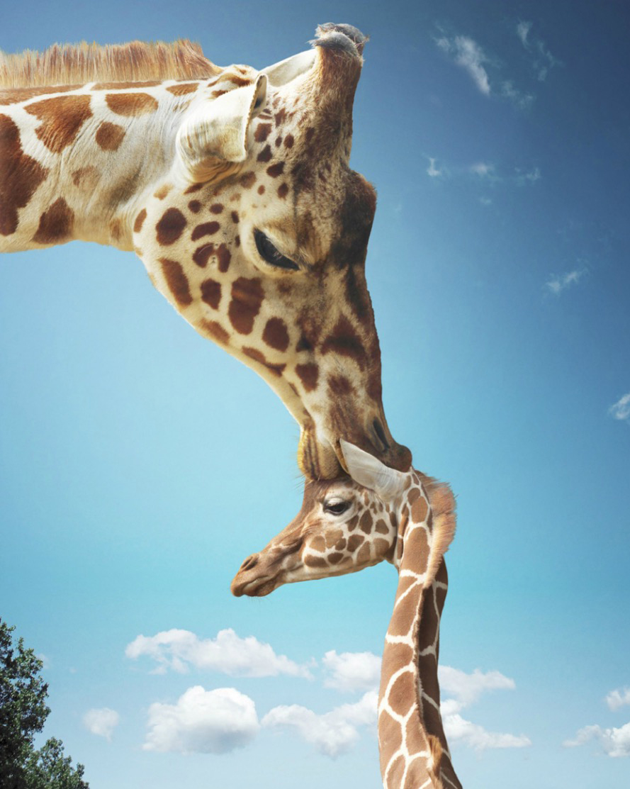 Mother giraffe nuzzling calf
