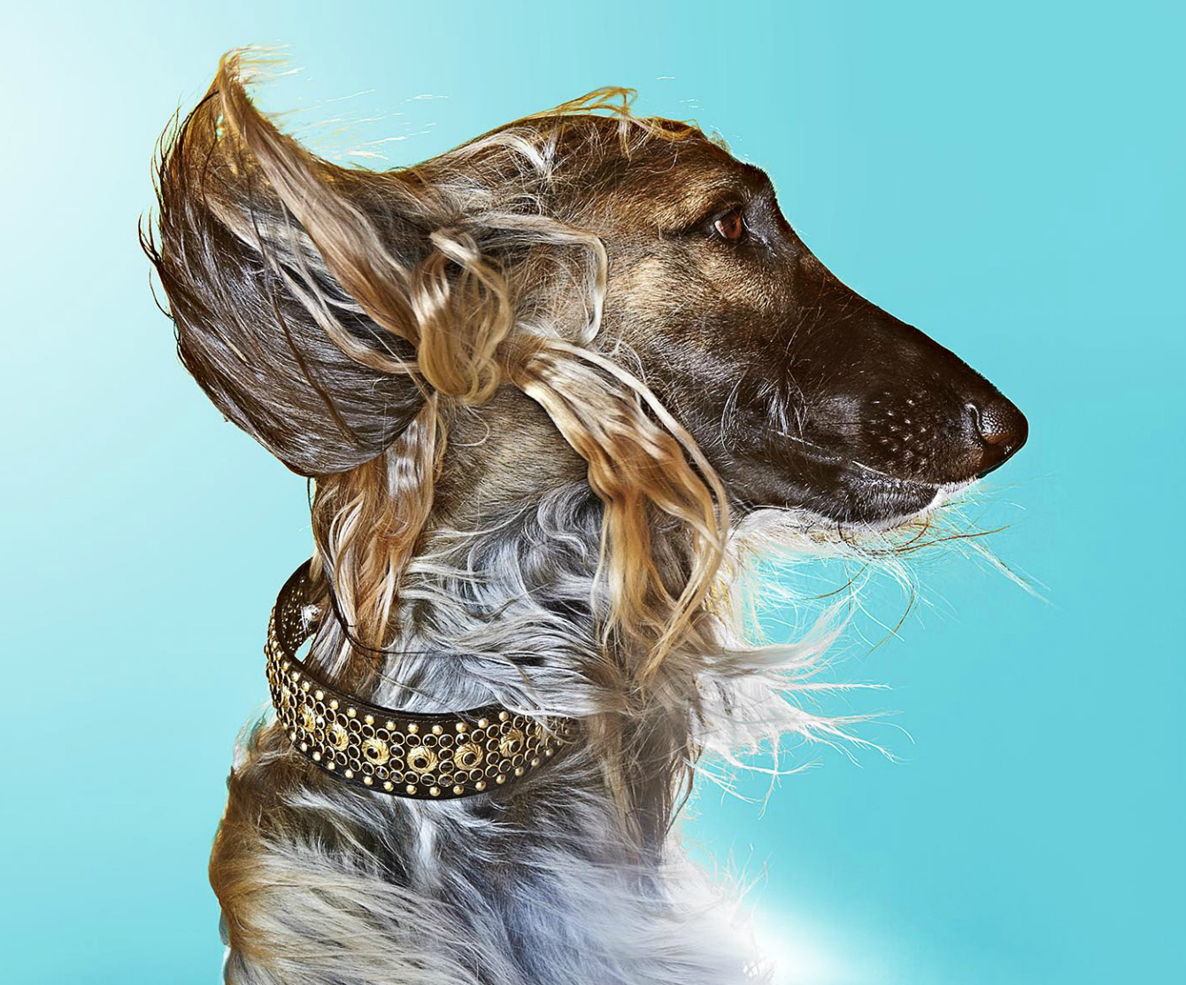 Profile Of Afghan Hound Against Blue Background With Wind Blowing