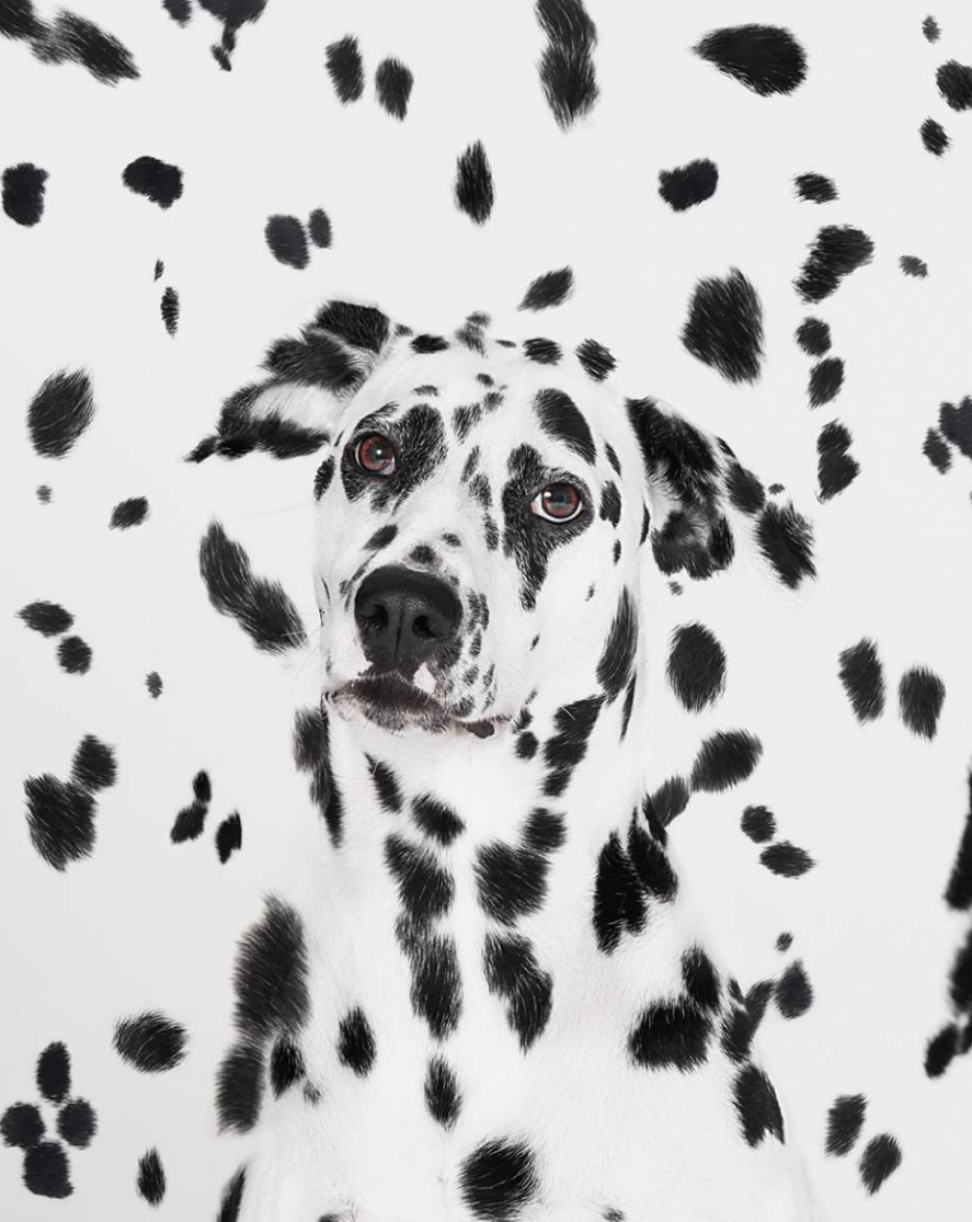 A face of a Dalmatian dog emerging from spots Copyright Gandee Vasan