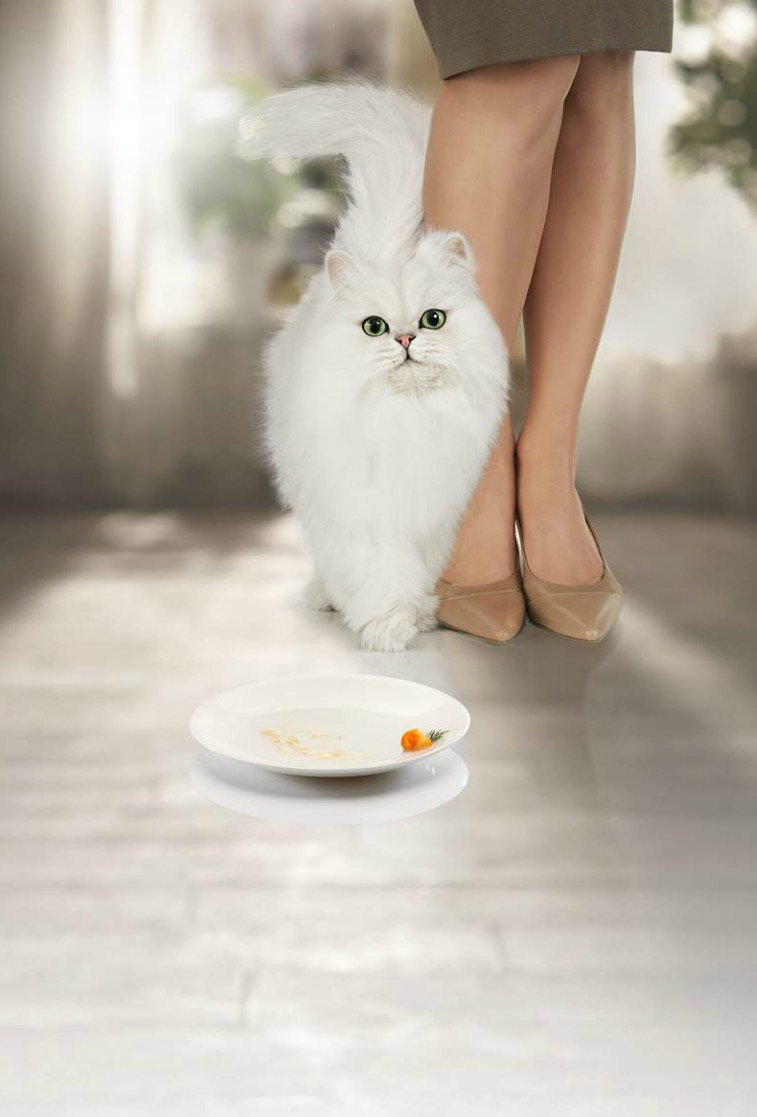 white persian cat food