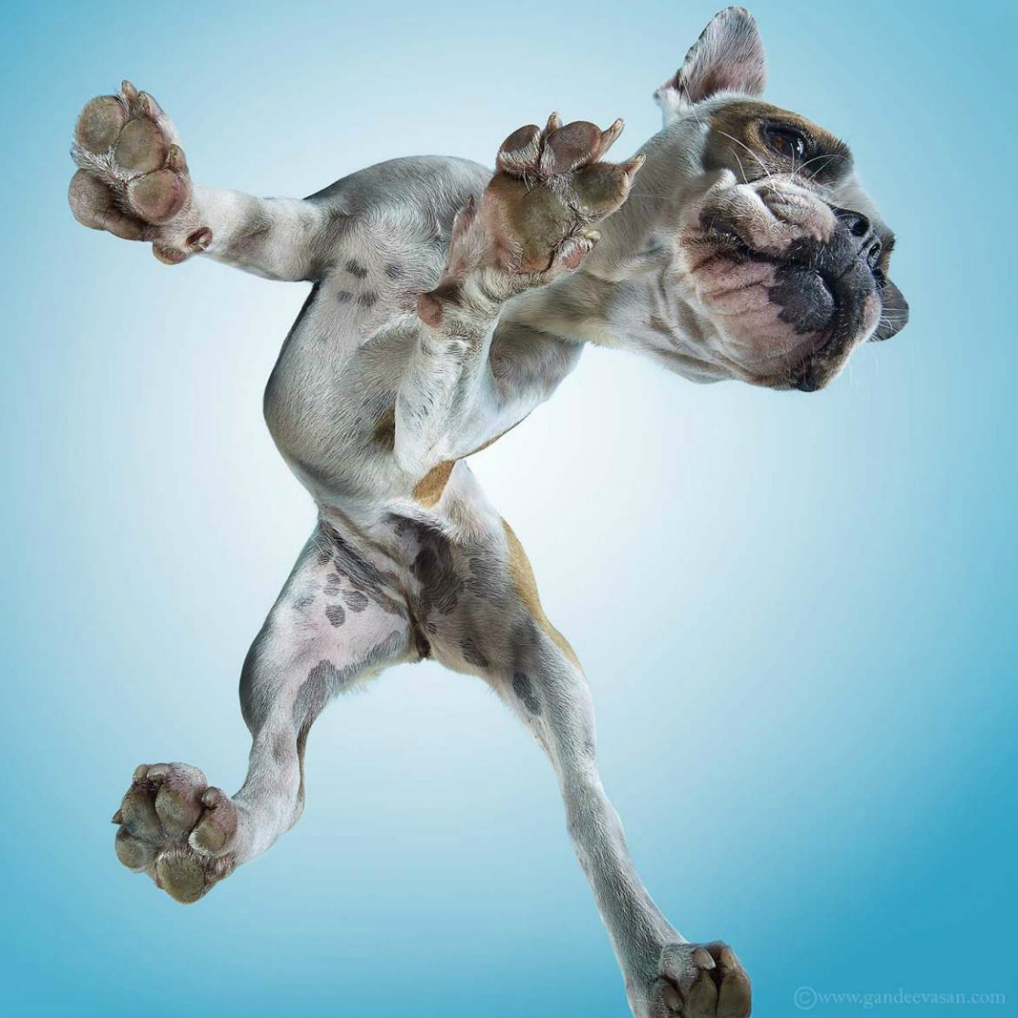 French Bulldog moving as if he is dancing Copyright Gandee Vasan