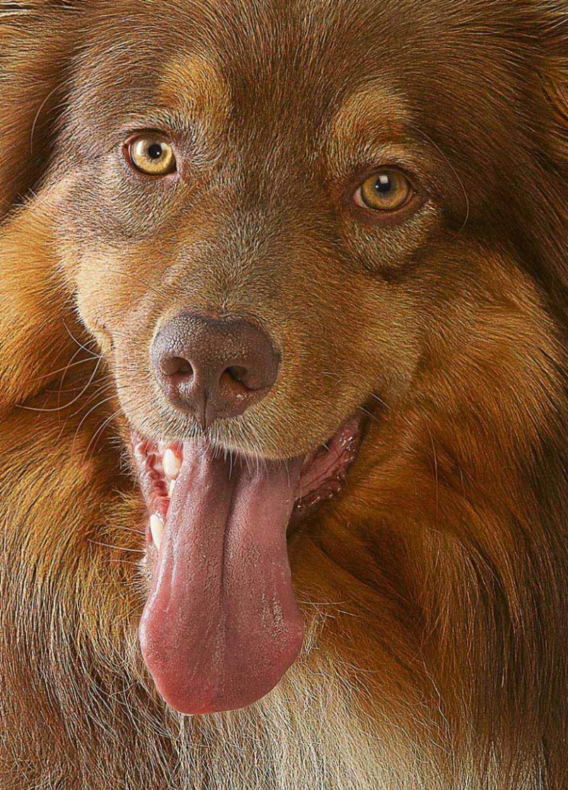 Closeup of Australian Shepherd Dog looking at camera with tongue hanging out Copyright Gandee Vasan