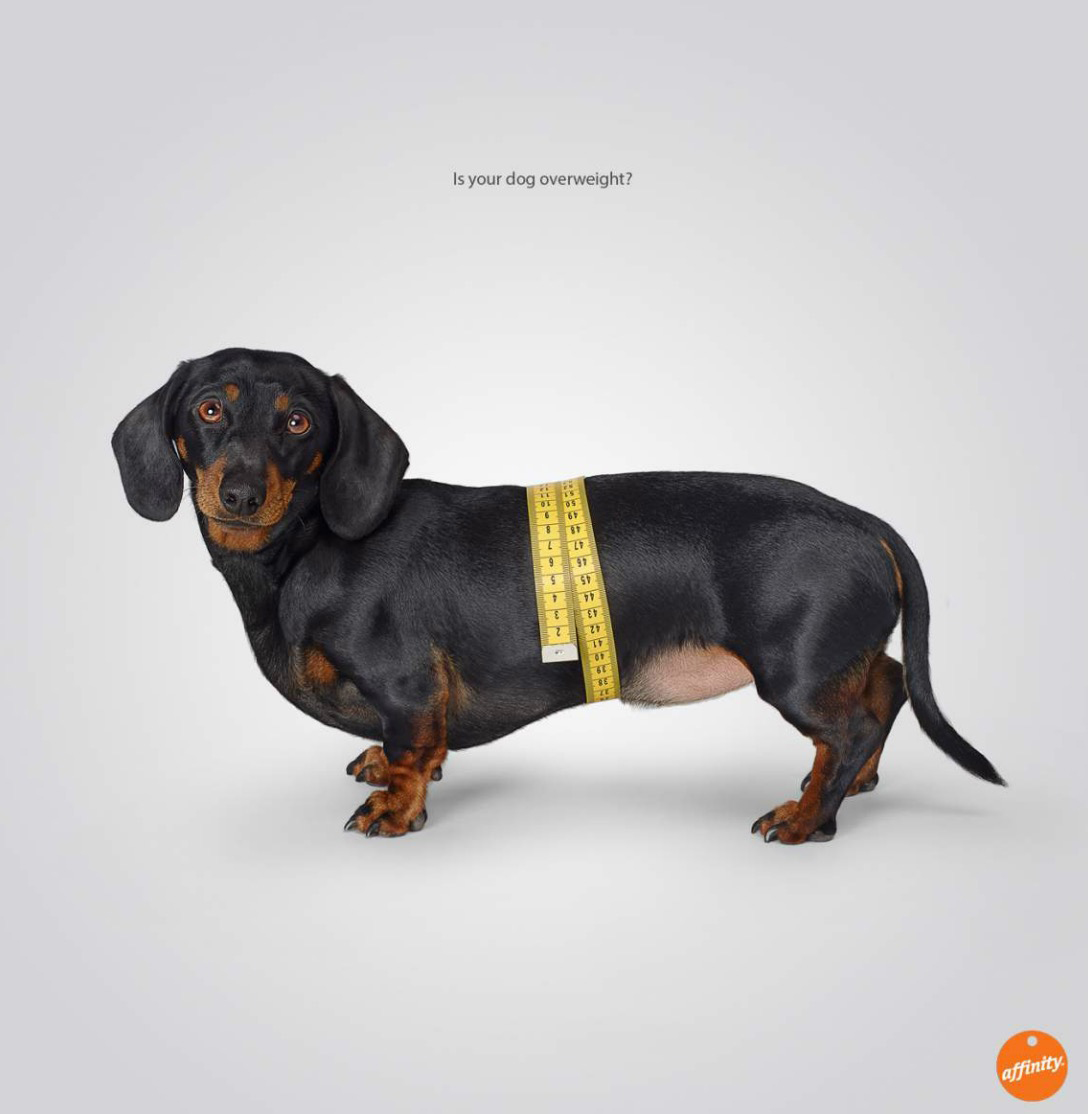 Dachshund Tape Measure Dashshund male dog profile portrait looking forward on a white background in studio Copyright Gandee Vasan