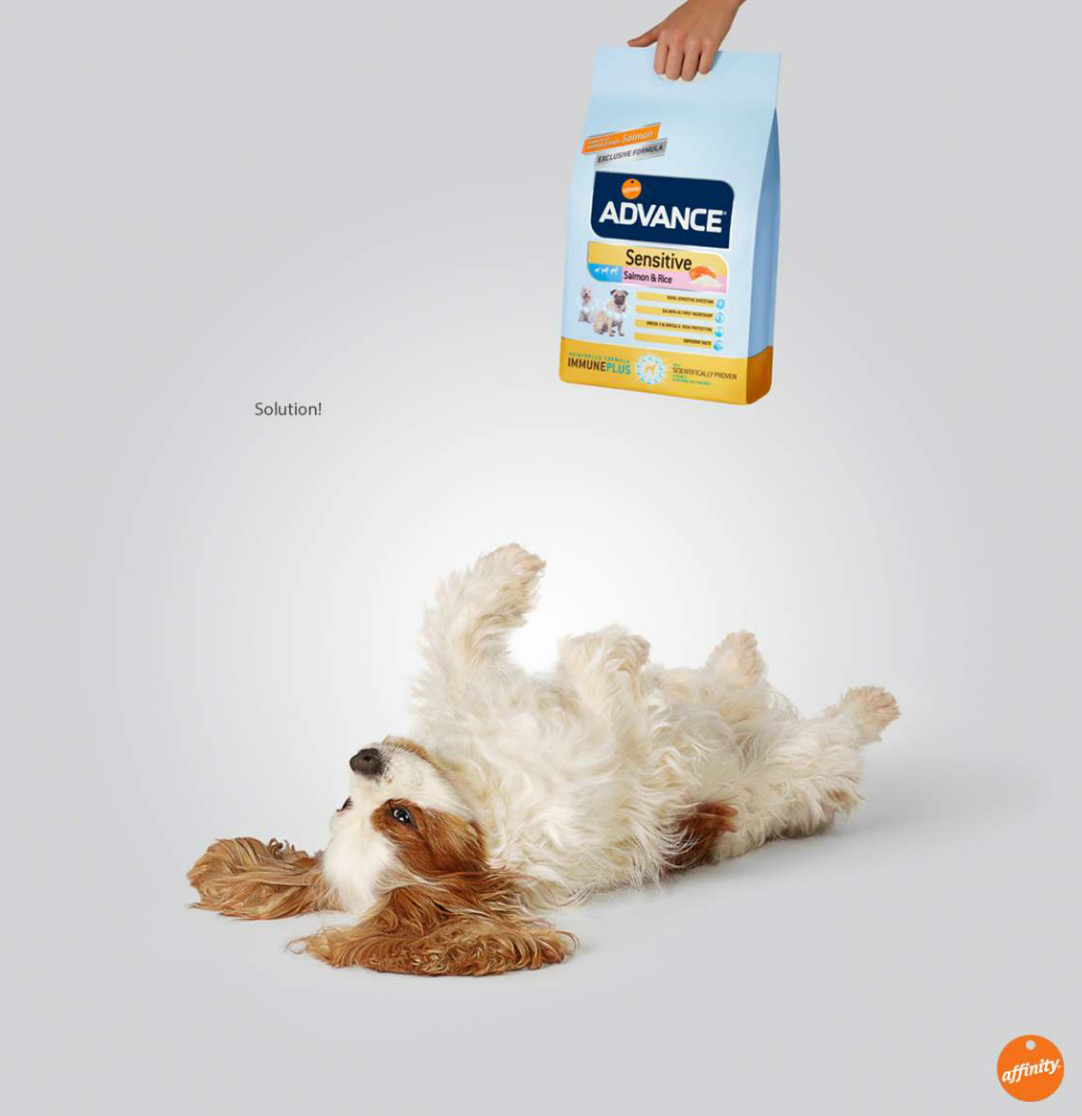 King Charles Cavalier Lying down Copyright Gandee Vasan