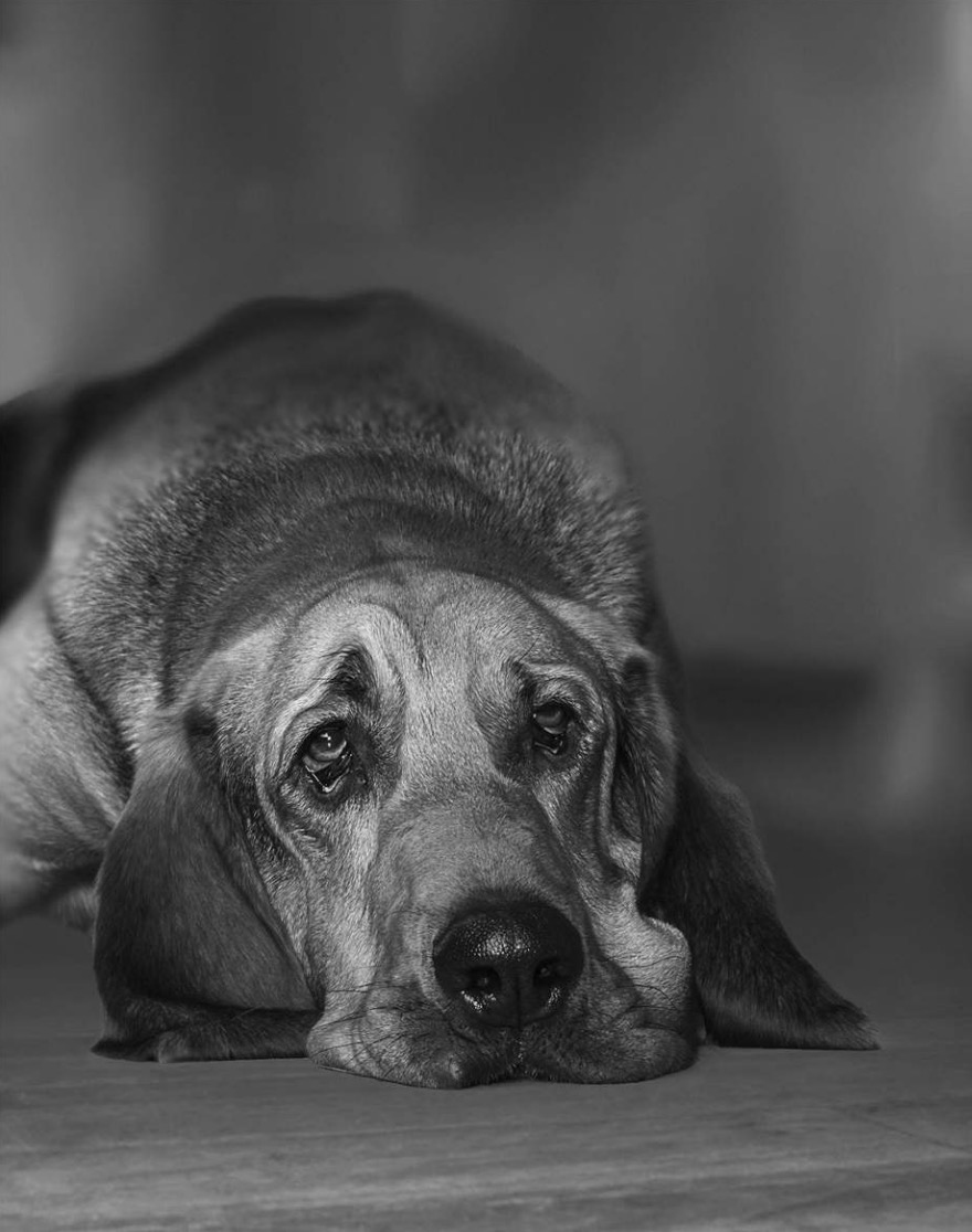 Sad Dog, Bloodhound Copyright Gandee Vasan