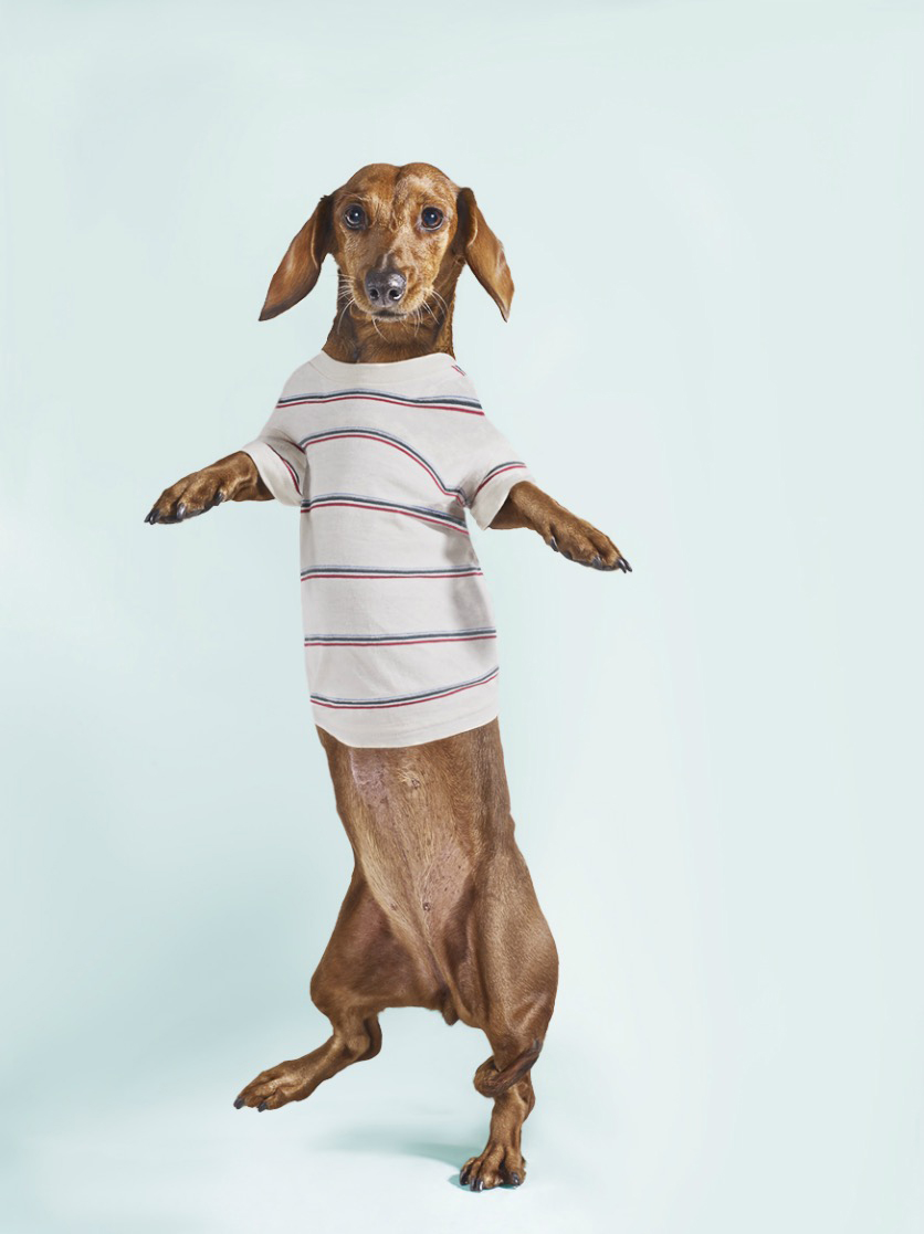 Standing Dashchund Dog Wearing Striped T-Shirt Copyright Gandee Vasan