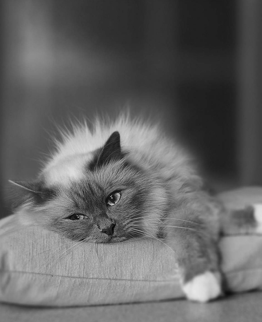 cat lying facing to the camera Copyright Gandee Vasan