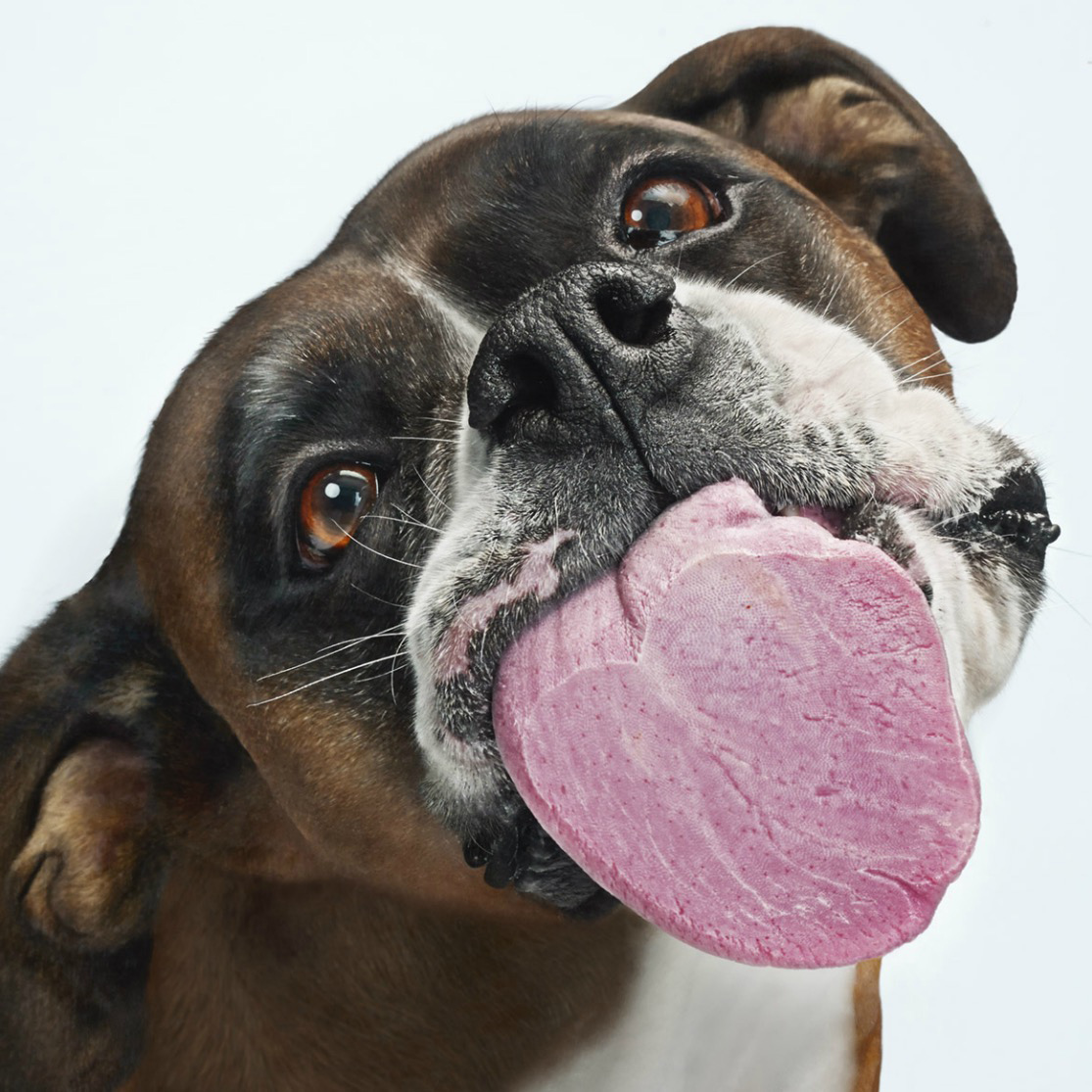Close up of dog licking Copyright Gandee Vasan