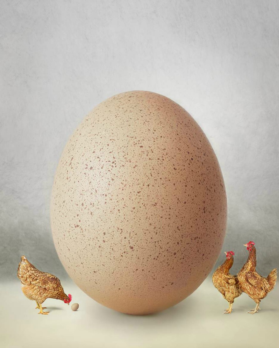 Chickens looking at giant egg while one looks at small egg Copyright Gandee Vasan