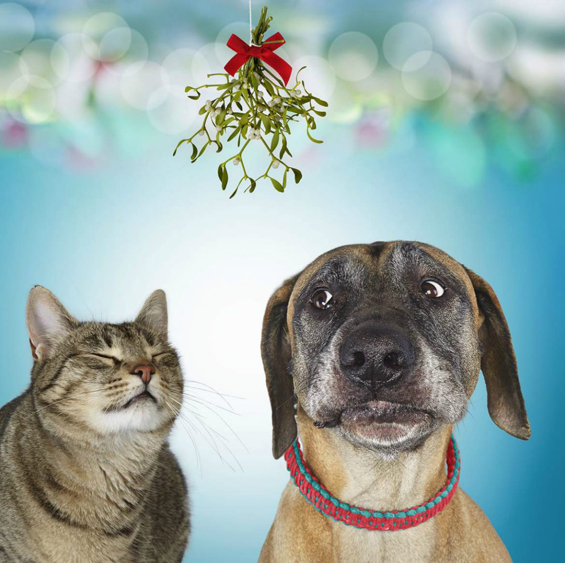 Meet Me Under the Mistletoe Dog and cat under Mistletoe Copyright Gandee Vasan