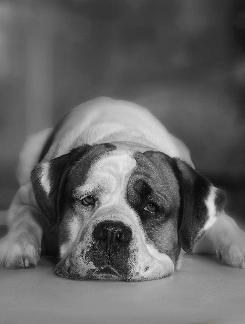 English Bulldog Lying On Floor, Close-up Copyright Gandee Vasan