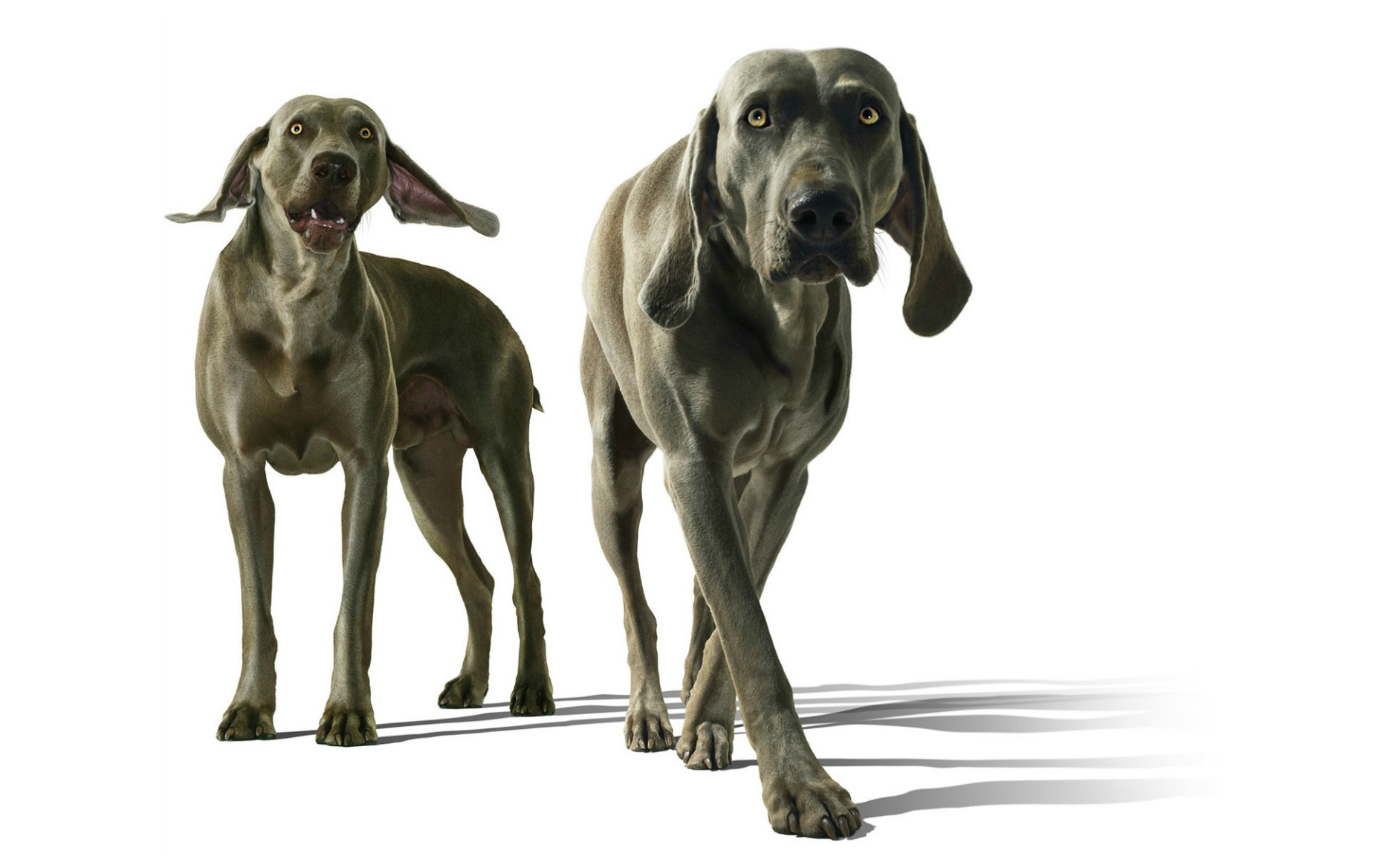 Two weimeraner retrievers against white background, close-up Copyright Gandee Vasan