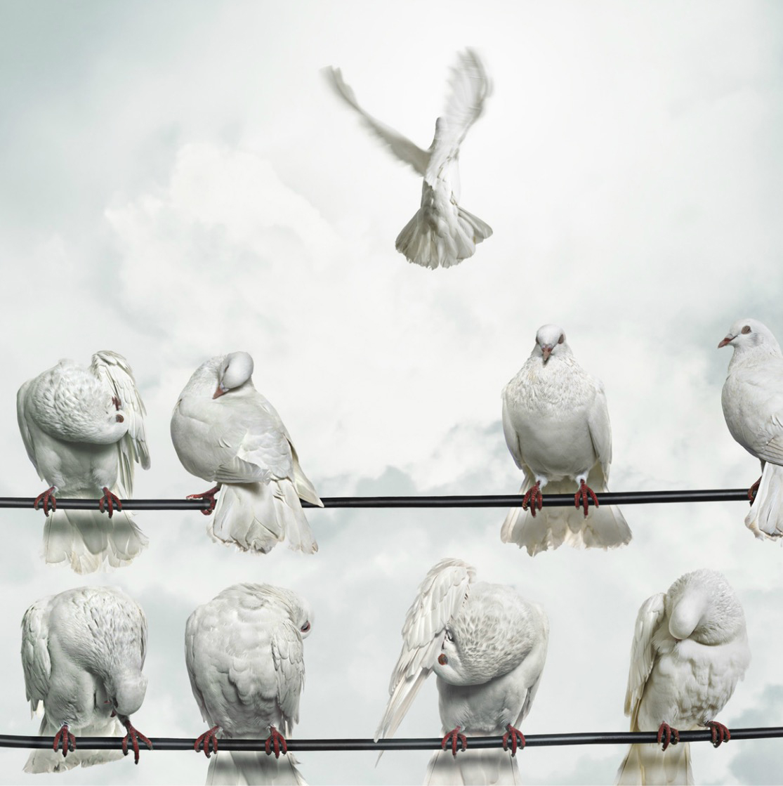 Doves perched on wires, one flying away (Digital Composite) Doves (Columbidae) Copyright Gandee Vasan