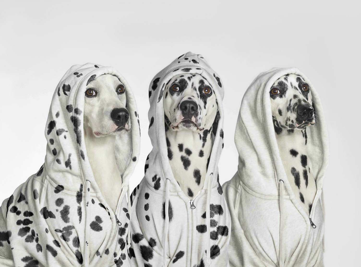  Dalmatians wearing hoodies