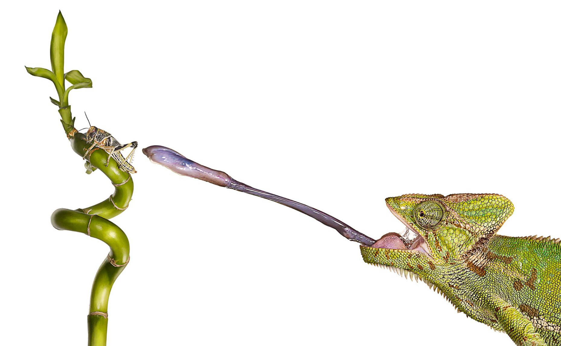 chameleon sticking out tongue to catch locust A Yemen Chameleon extends its tongue to catch a locust. Chameleons are native to Africa, Yemen and Madagascar, with long slender legs, a prehensile tail adapted for grasping, and the ability to change color within seconds to match surroundings and become invisible to predators. lizard, reptile, studio, white background, locust, tongue, stretch, sticky Copyright Gandee Vasan