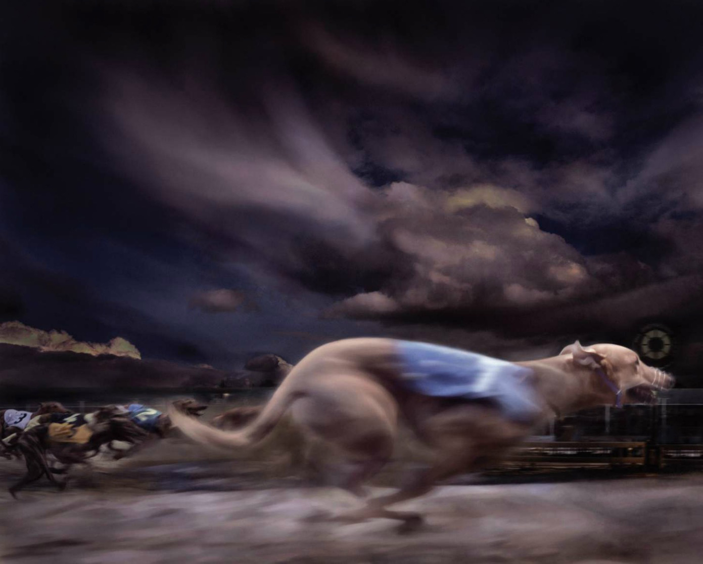 Greyhound racing, winner passing post (blurred motion) Latin name for all domestic dogs is Canis familiaris. Copyright Gandee Vasan