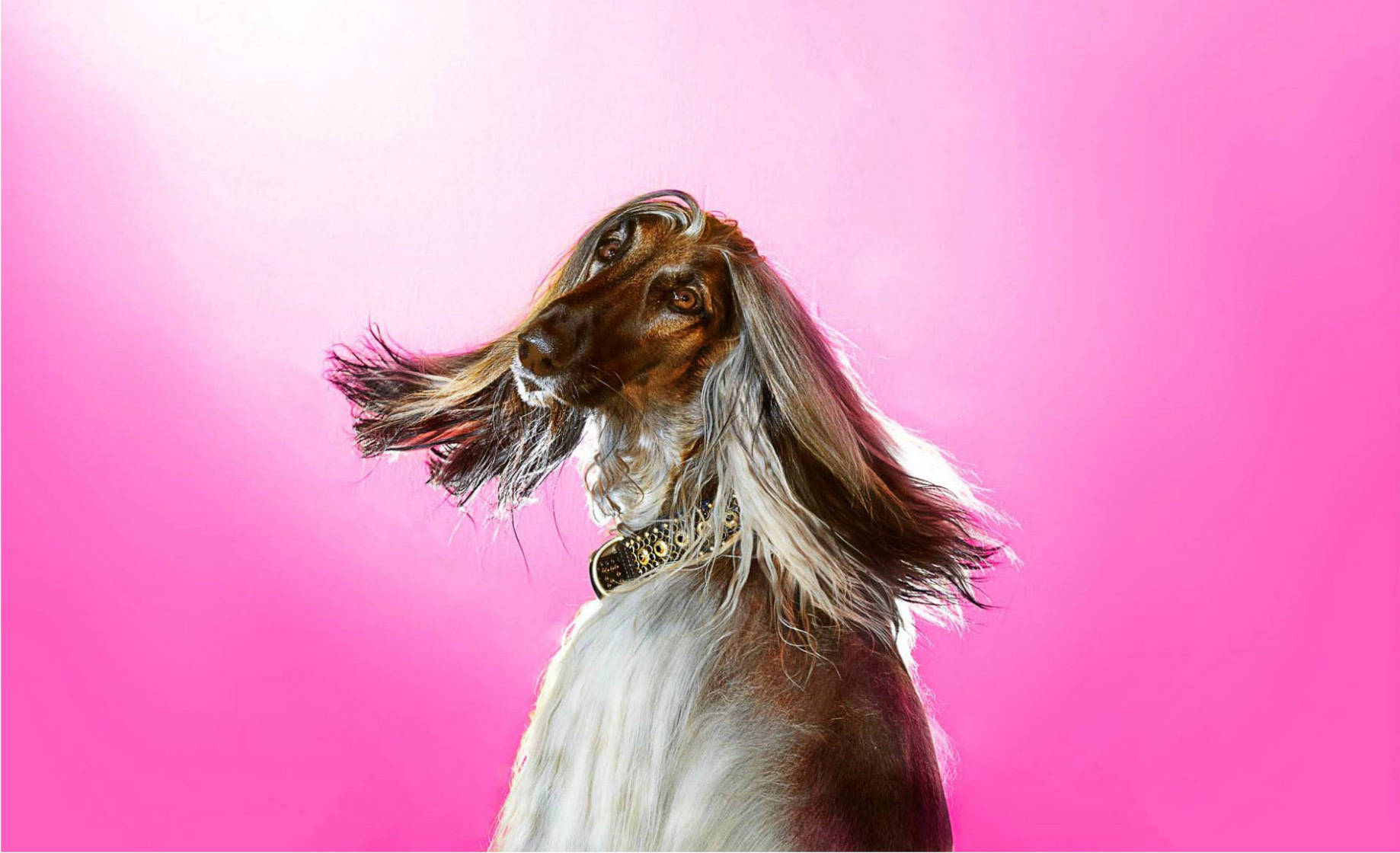 Afghan Hound turning head against pink background with hair sweeping in the wind. Copyright Gandee Vasan