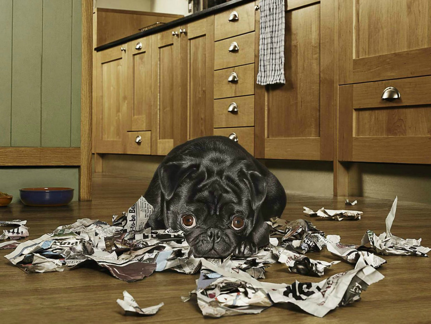 Guilty Dog (Black Pug) looking guilty after tearing up newspaper in the kitchen Copyright Gandee Vasan