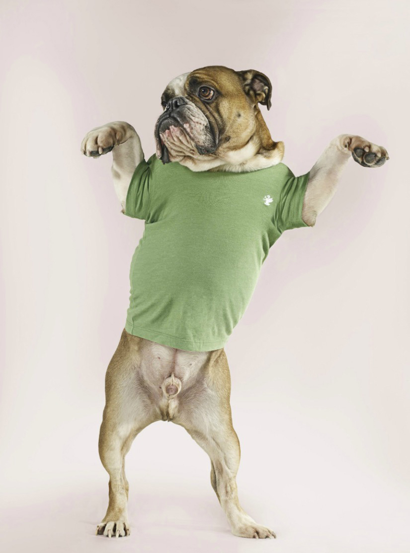 Standing Bulldog Wearing T-shirt Copyright Gandee Vasan