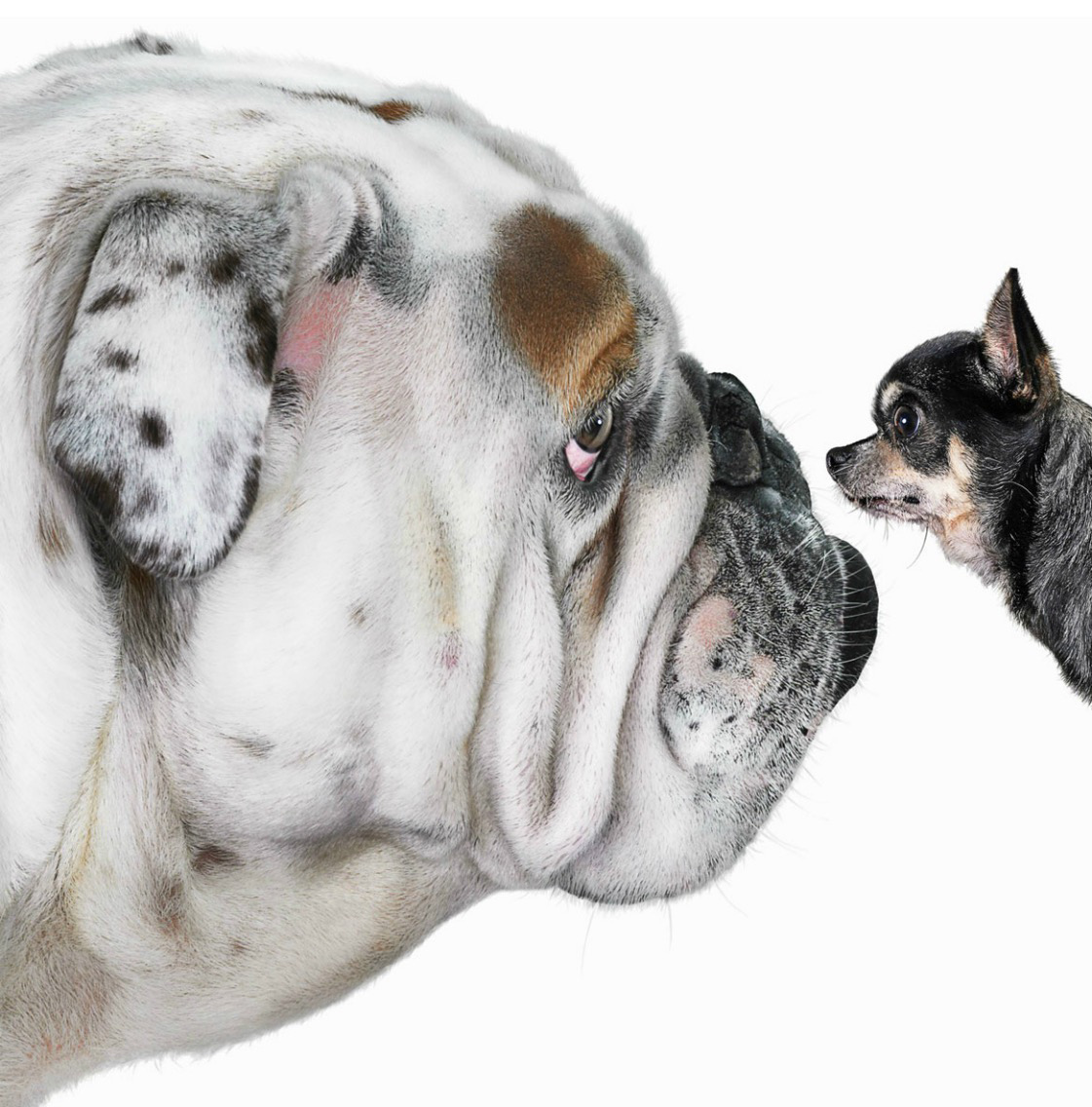 Chihuahua dog staring at Bulldog Copyright Gandee Vasan