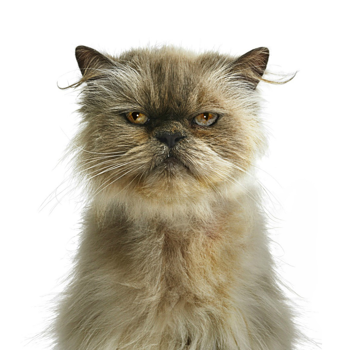 Persian cat, close-up, portrait Copyright Gandee Vasan