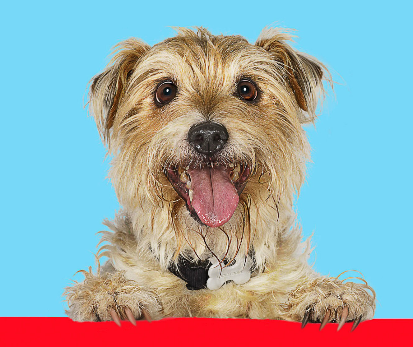 Norfolk Terrier Dog Misfits Packaging Copyright Gandee Vasan