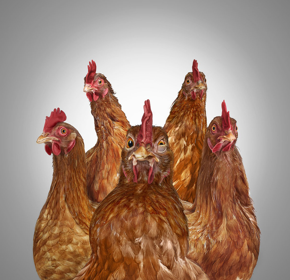 Five startled chickens. One dominant in front with pumped out chest Copyright Gandee Vasan