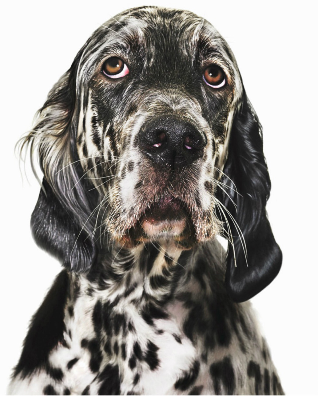English setter, close-up Copyright GandeeVasanDog100