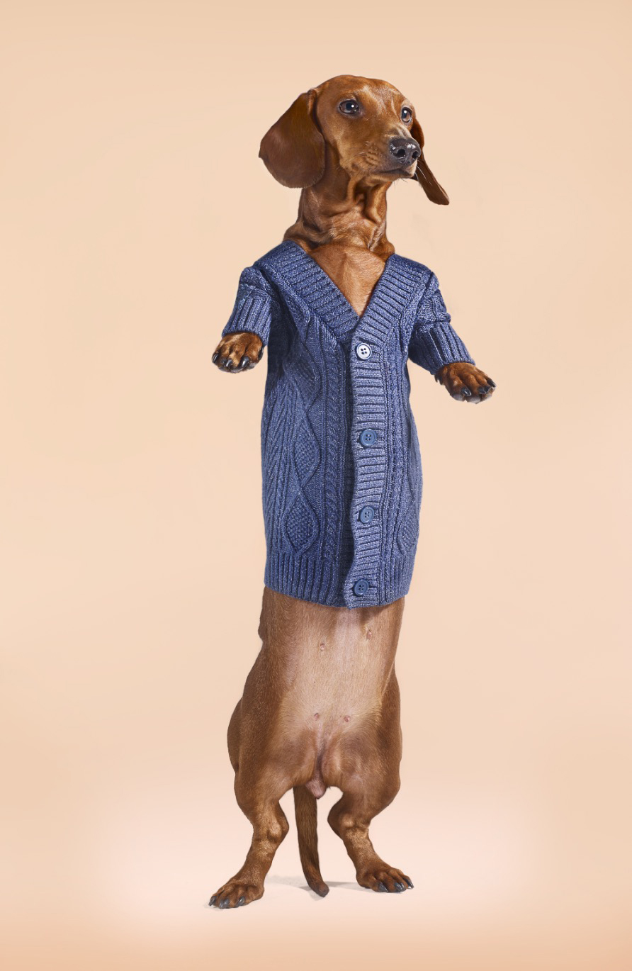 Standing Dashchund Dog Wearing Blue Cardigan CopyrightGandeeVasanDog105