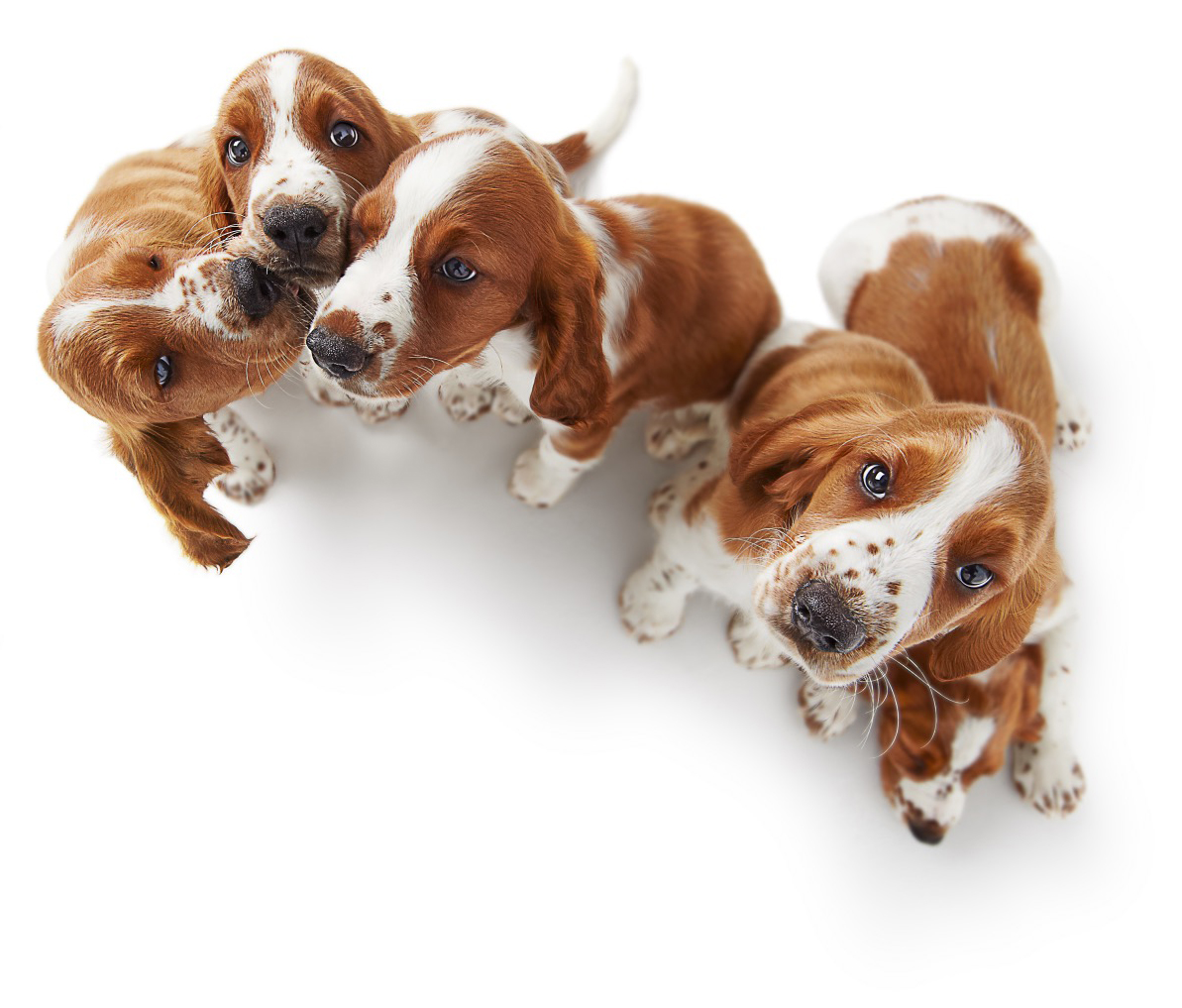  Five playful Springer Spaniel puppies CopyrightGandeeVasanDog106