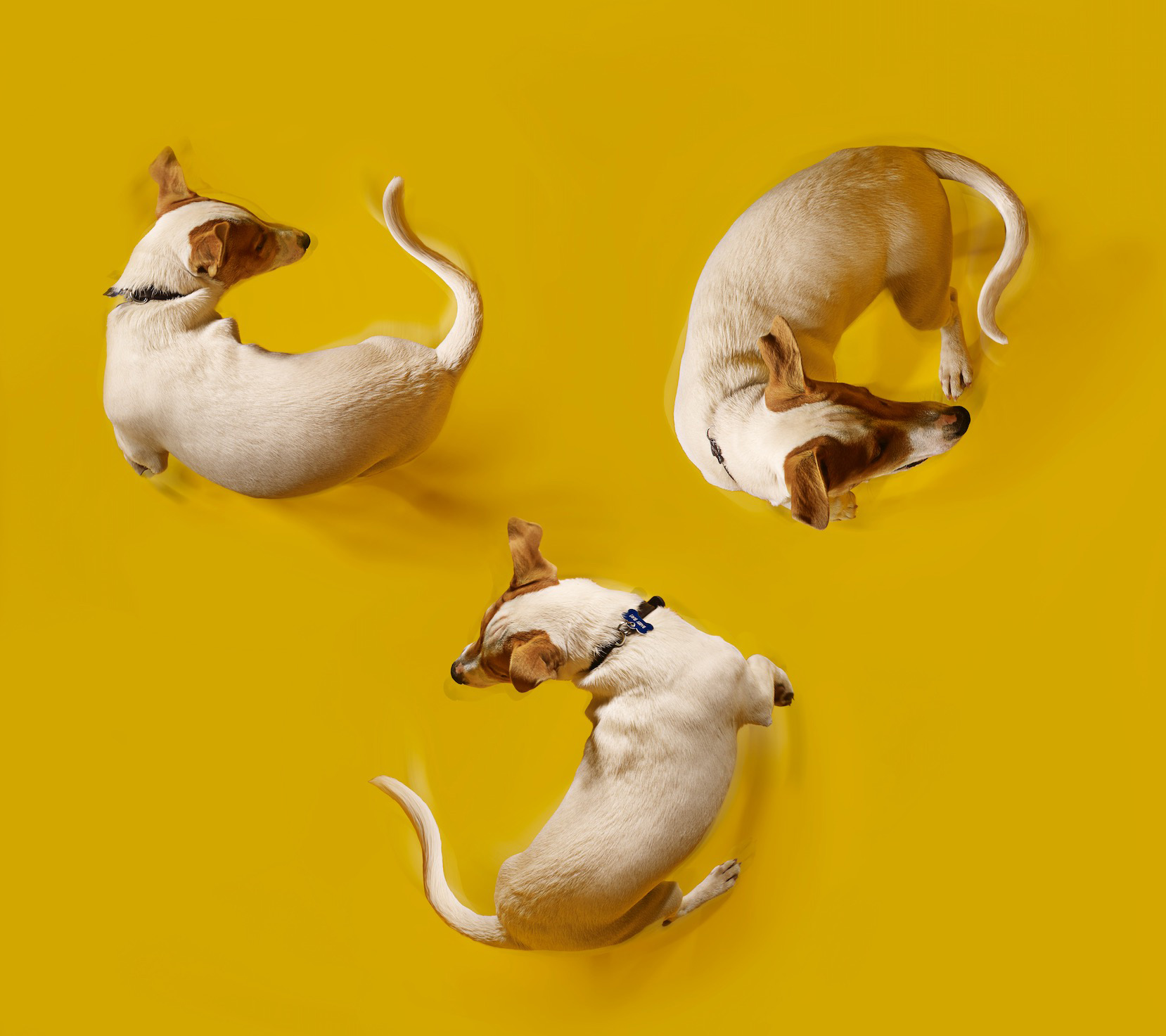CopyrightGandeeVasanDog107