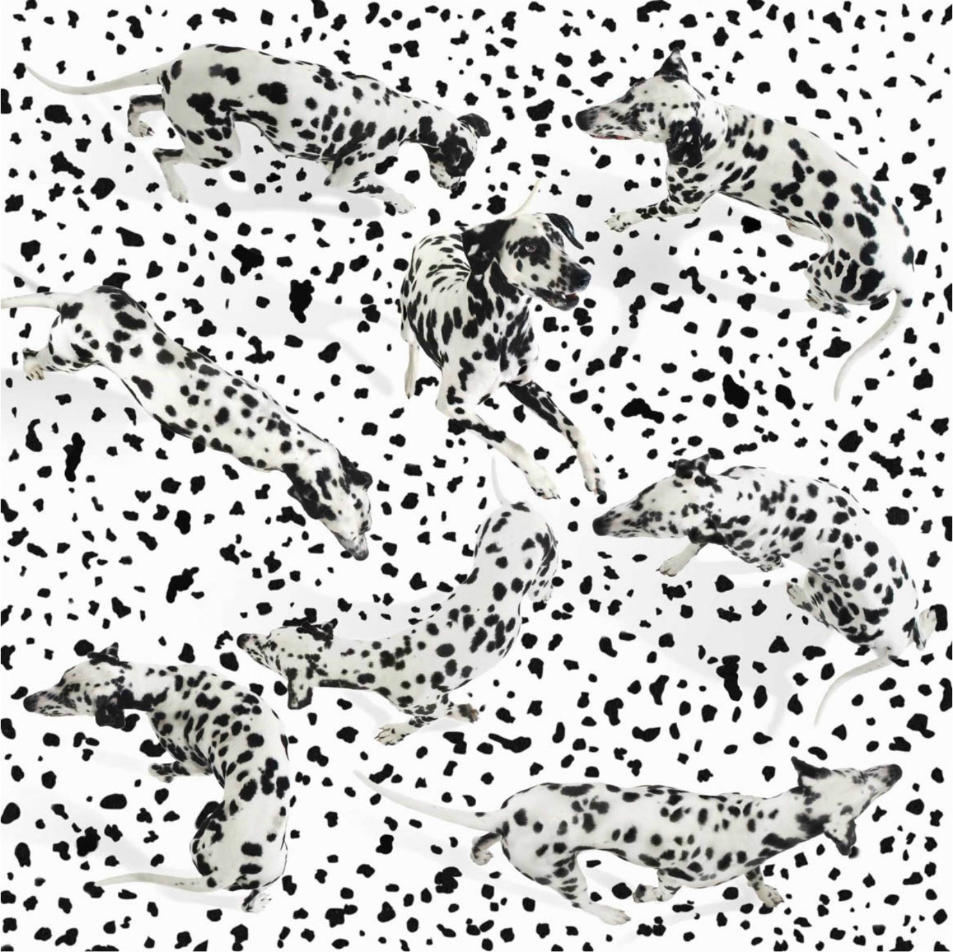 Spotted Dalmatian dogs walking around in a pattern of dots. One leaping up. CopyrightGandeeVasanDog13