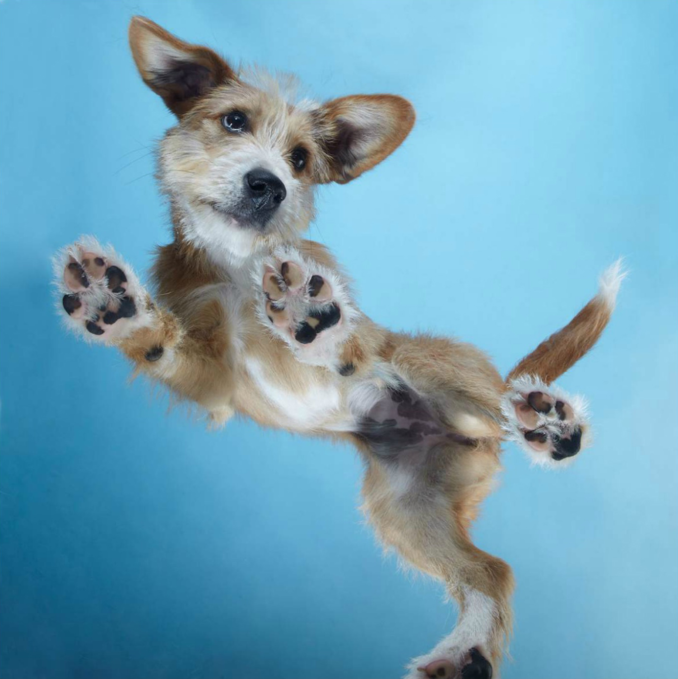  Puppy Standing like he is dancing CopyrightGandeeVasanDog28