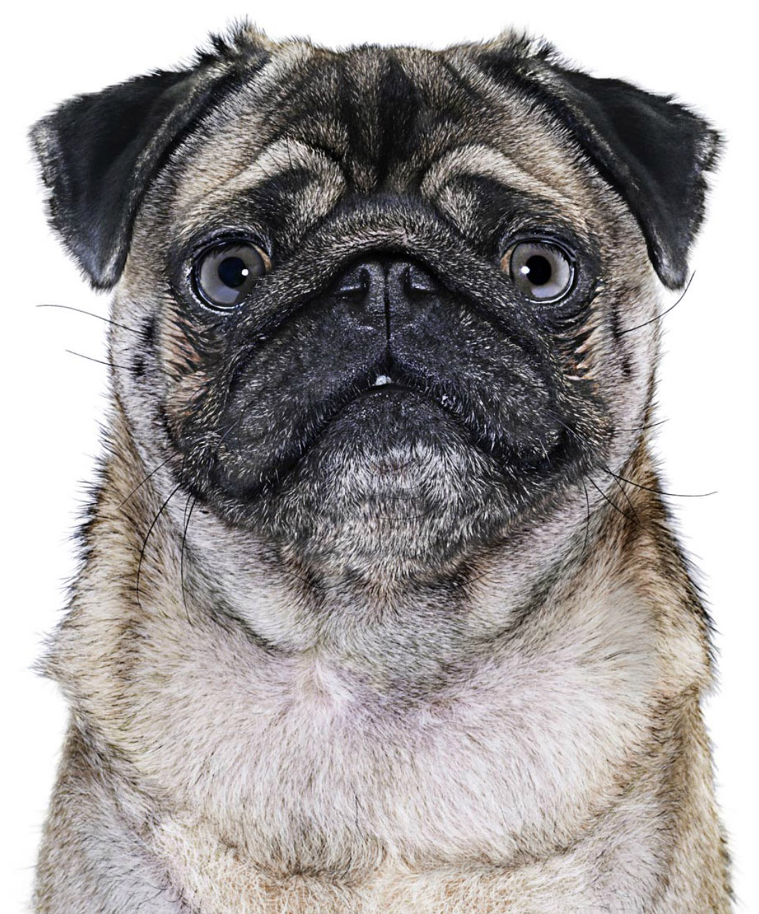 CopyrightGandeeVasanDog30