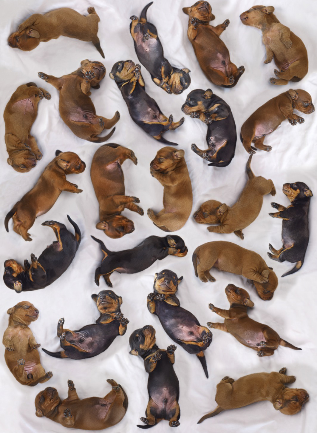 Sleeping Dashchund Puppies 