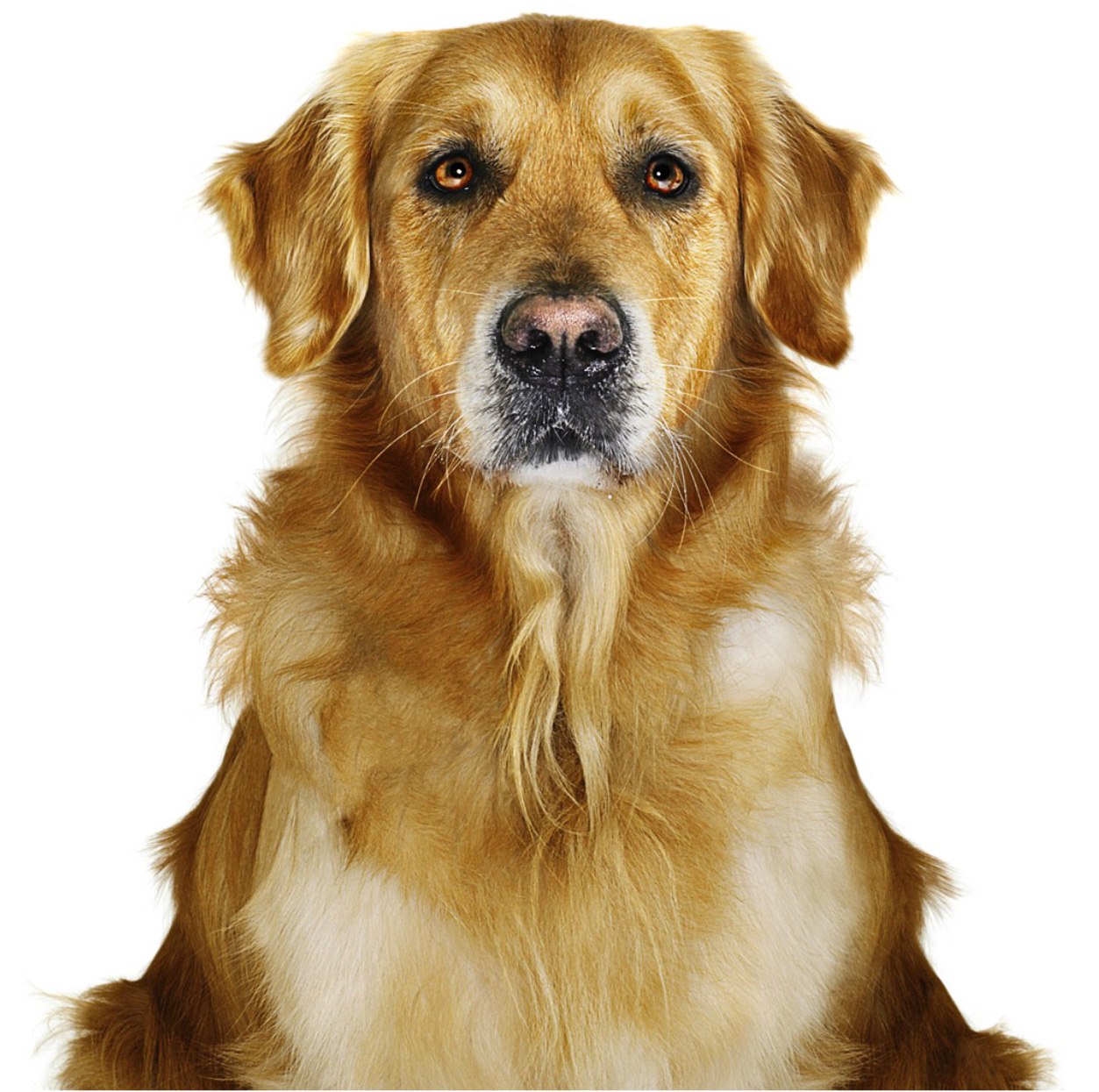 CopyrightGandeeVasanDog44