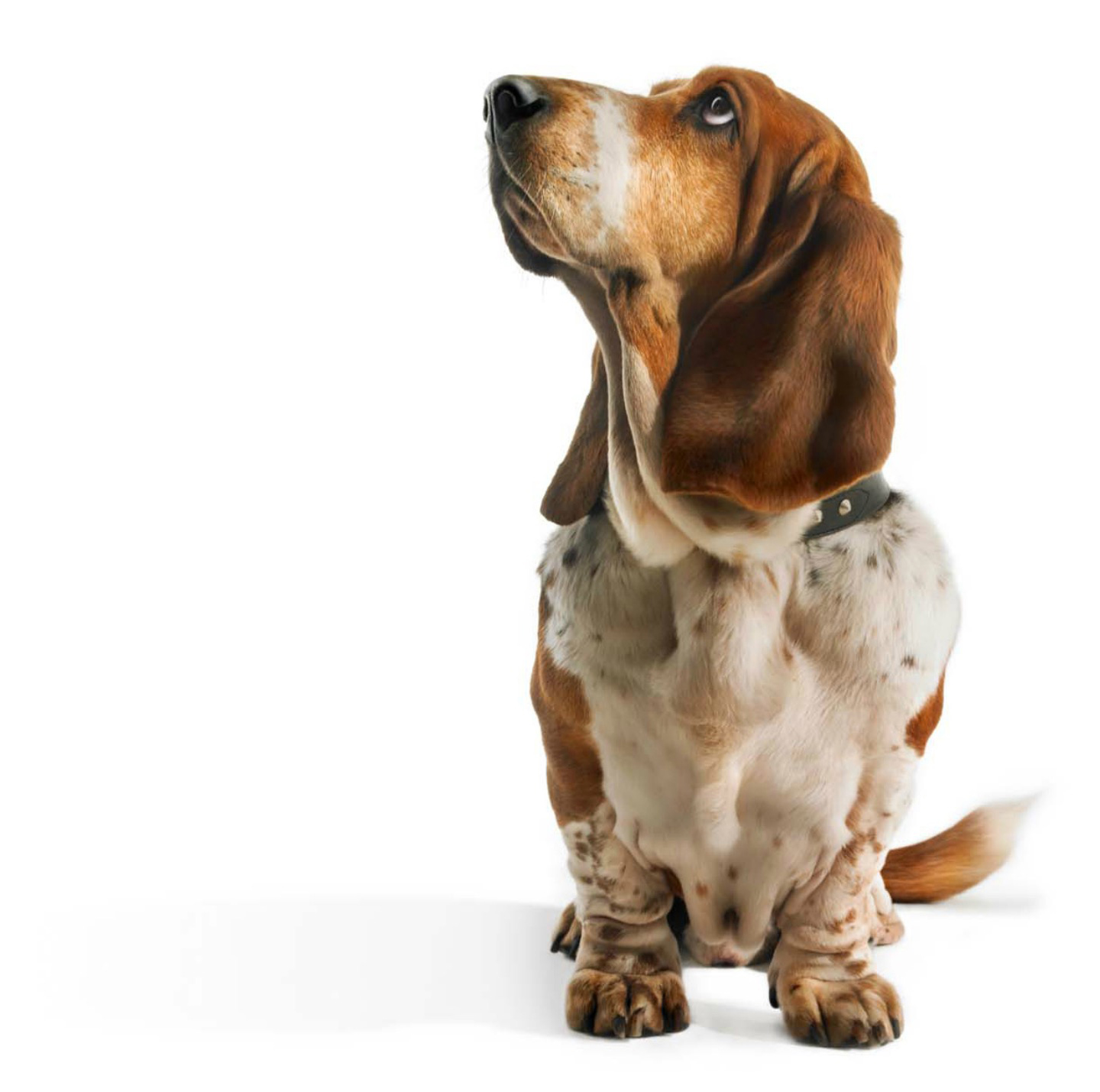 CopyrightGandeeVasanDog5