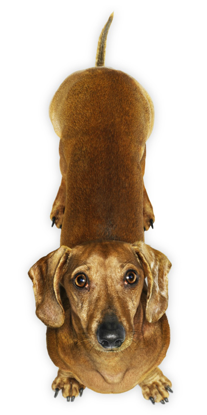 CopyrightGandeeVasanDog59