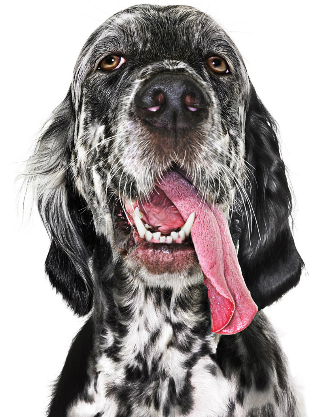 Black and white English setter with tongue hanging out. CopyrightGandeeVasanDog99