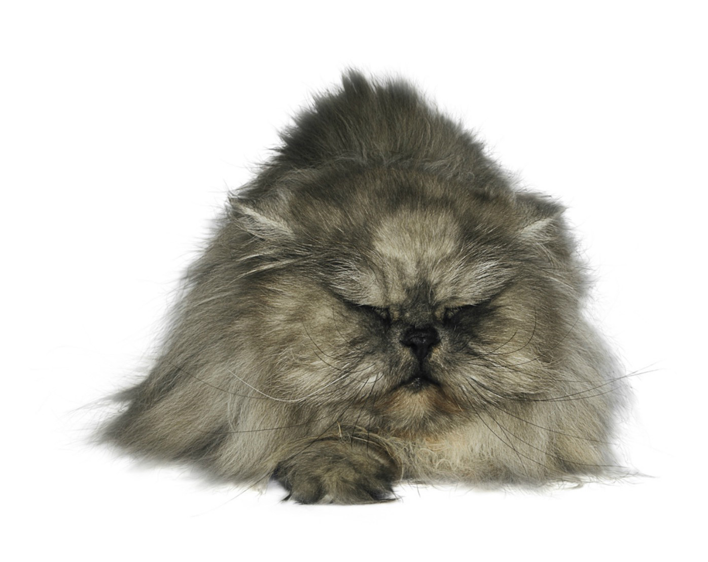 Copyright_Gandee_Vasan_Cat12