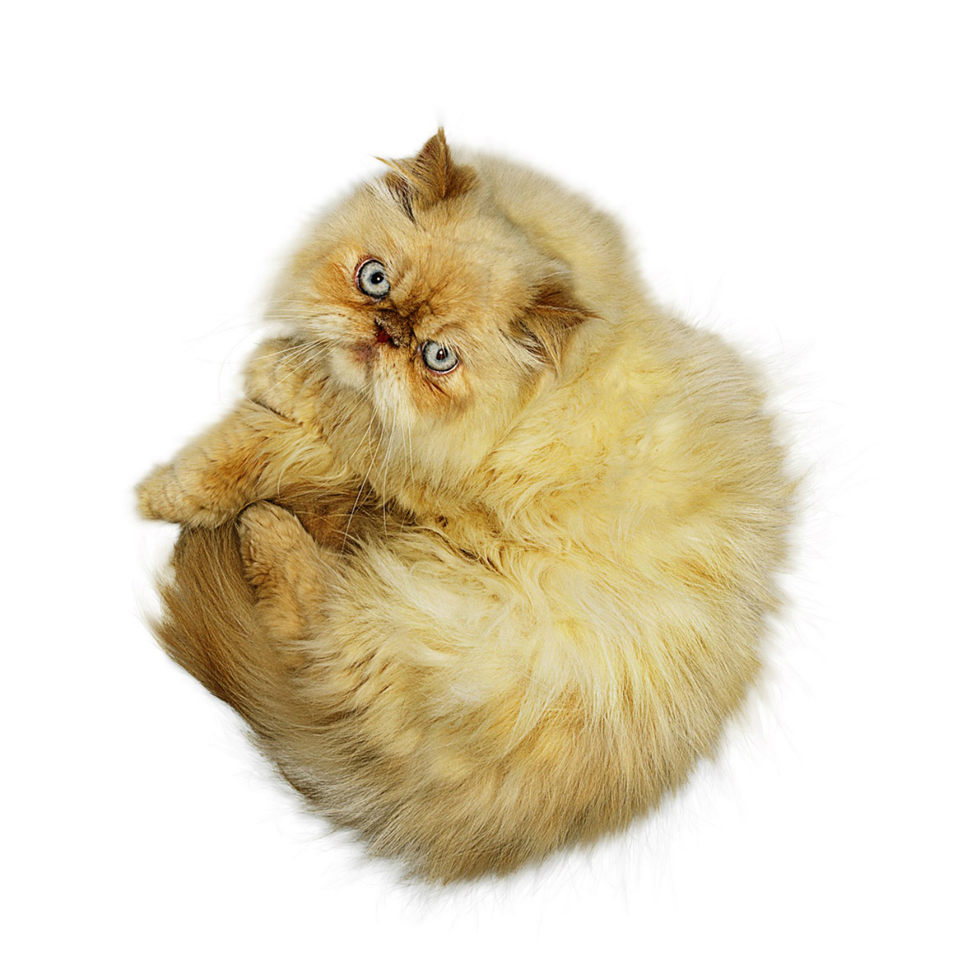 Copyright_Gandee_Vasan_Cat18
