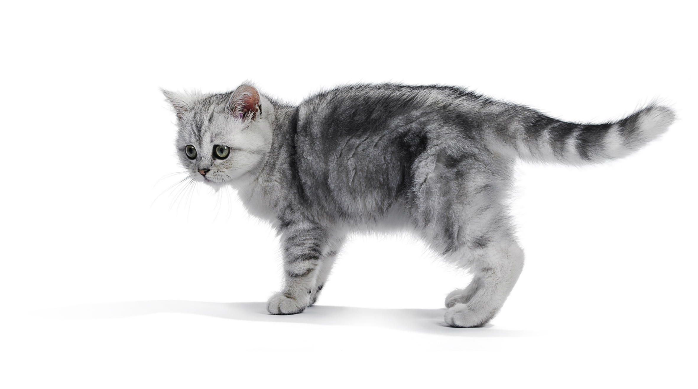 Copyright_Gandee_Vasan_Cat53